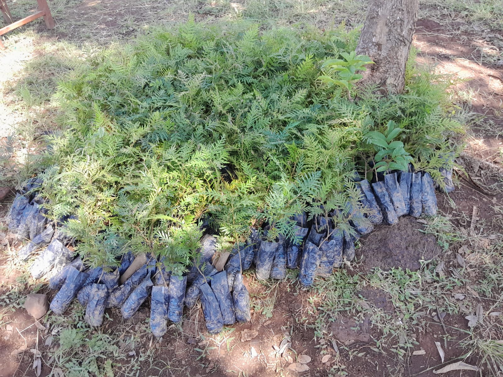 Tree Planting in Kisumu KDE